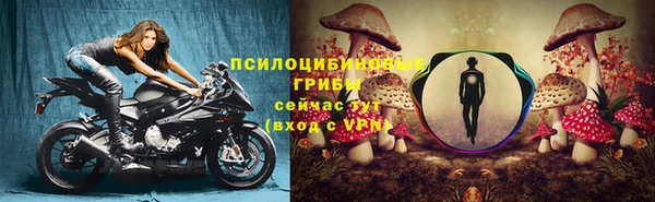 прущие грибы Магадан