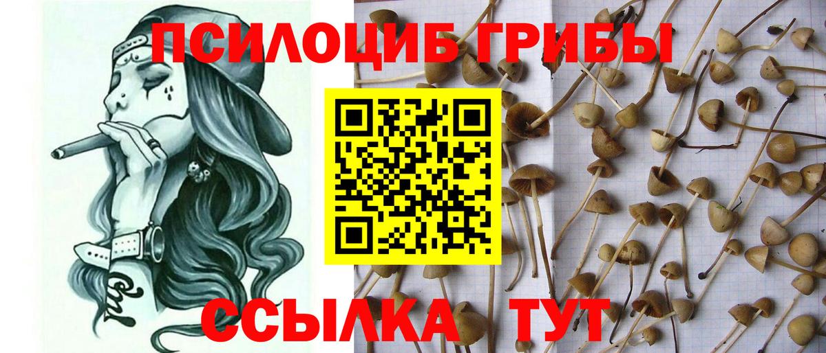 Галлюциногенные грибы Cubensis Омск